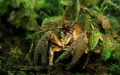   Crab Boschmolenplas Panheel  